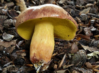 Kersrode boleet, Aureoboletus gentilis, vers