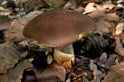 Fluweelboleet , Xerocomus pruinatus
