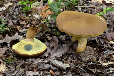 Purperbruine fluweelboleet licht exemplaar
