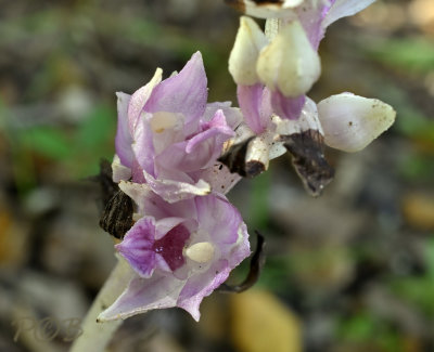 Epipactis sp. Hypochromic