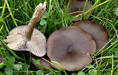 Bruine Trechter satijnzwam