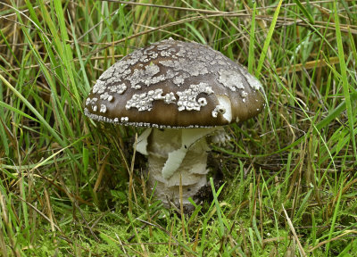  Amanita porphyria