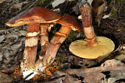 Suillus clintonianus