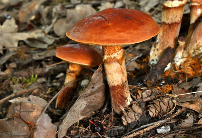 Suillus clintonianus