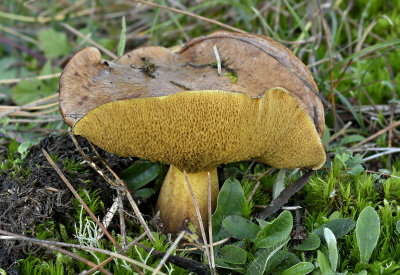 Valse melkboleet, Suillus collinitus