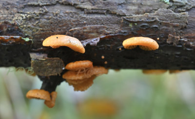 Oranje poriezwam, Favolaschia calocera