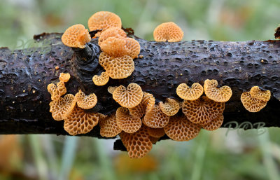 Oranje poriezwam, Favolaschia calocera