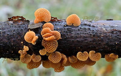 Oranje poriezwam, Favolaschia calocera