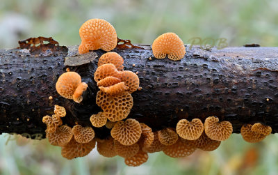 Oranje poriezwam, Favolaschia calocera