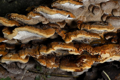 Elzen weerschijnzwam, Mensularia radiata 