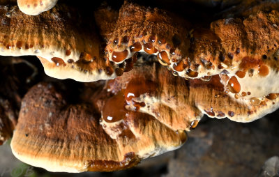 Elzen weerschijnzwam, Mensularia radiata