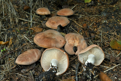 Blozende schijnridder, Lepista martiorum