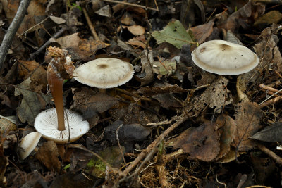 Collybia butyracea, bleke vorm