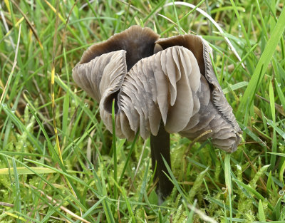 Donkere barsthoed, Dermoloma josserandii var. phaepodium