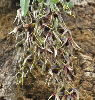 Dendrobium denudans