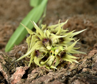 Dendrobium strongylanthum, section stachyobium