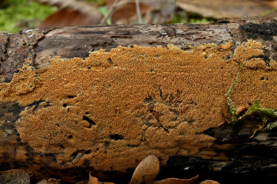 Zalmkleurige poria, Junghuhnia nitida