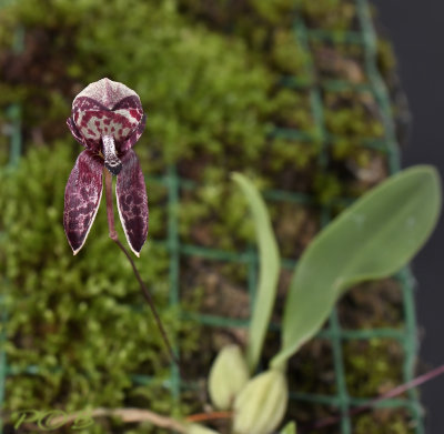 Bulbophyllum maquilingense