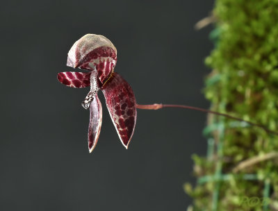 Bulbophyllum maquilingense, flower 15 X 7 mm