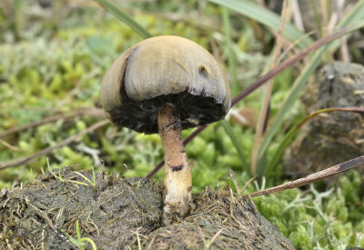 Protostropharia semiglobata 