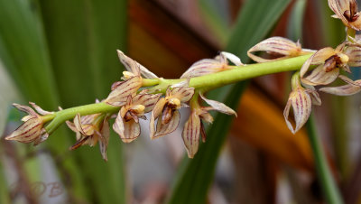 Bulbophyllum macrocoleum