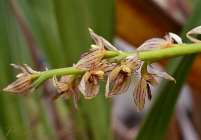 Bulbophyllum macrocoleum