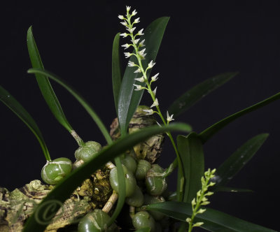 Bulbophyllum parviflorum