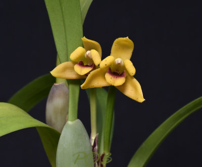 Maxillaria costaricense