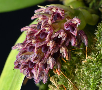 Bulbophyllum dhaninvattii, flowers 4 mm across