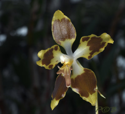 Odontoglossum povedanum, 4 cm across