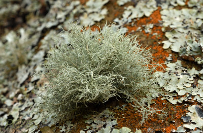 Klein baardmos,  Usnea esperantiana, zeer zeldzaam