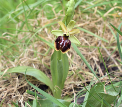 Ophrys sphegodes, Spiderorchid