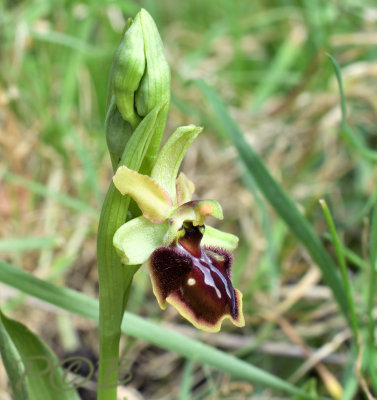 Ophrys sphegodes, Spiderorchid