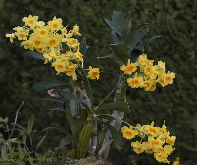 Dendrobium chrysotoxum 