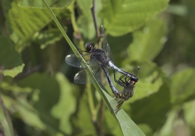 Paringswiel sierlijke witsnuit