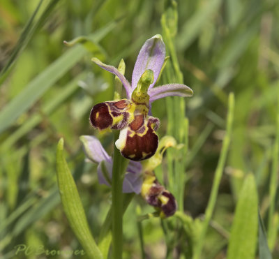 Aurita dubbele lip