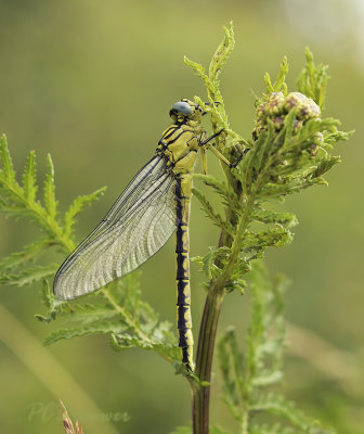 Rivierrombout vrouw   Gomphus flavipes