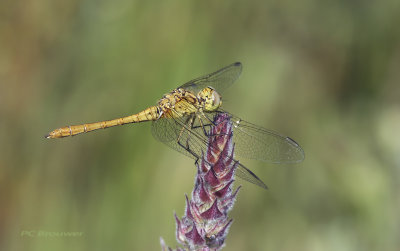 Zuidelijke heidelibel man, Sympetrum meridionale