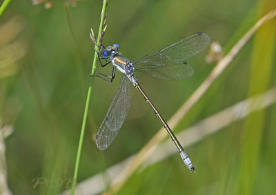 Tangpantserjuffer man, Lestes dryas