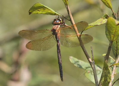 Aeshna grandis with prey