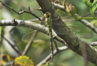 Aeshna viridis, female