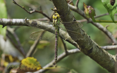 Aeshna viridis, female 