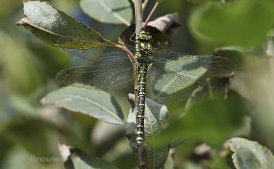 Aeshna cyanea female