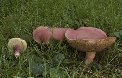 Rode boleet, Xerocomus rubellus