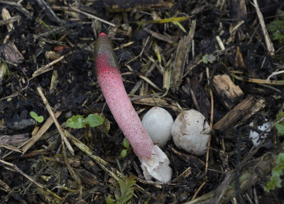 Roze stinkzwam