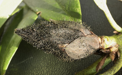 Seifertia azaleae , op knoppen van Rhododendron