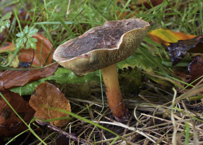 Xerocomus cisalpinus