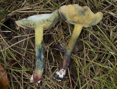 Xerocomus cisalpinus