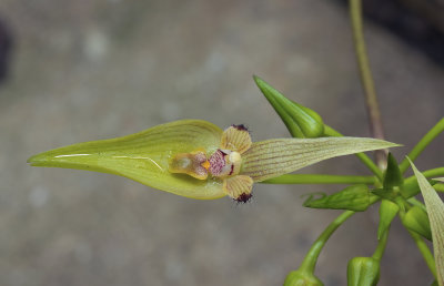 Bulbophyllum blepharistes 5 cm