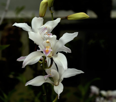 Cymbidium insigne semi alba